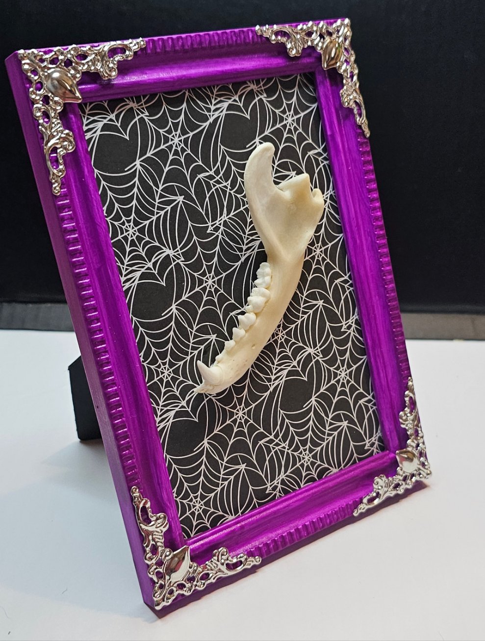 Racoon Jaw in small frame