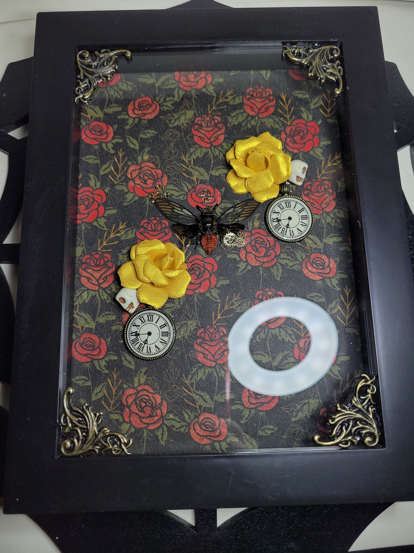 Devil Cicada Male in 5x7 shadow box