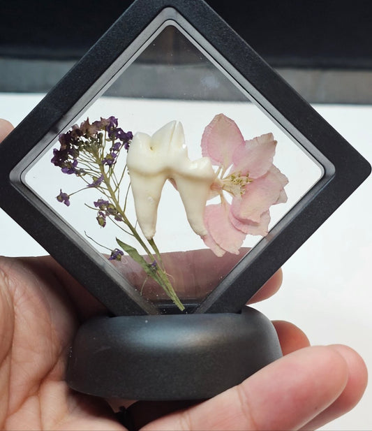 Pink Flower Coyote Tooth in floating frame