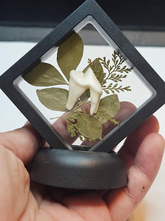 Forest Inspired Coyote Tooth in floating frame