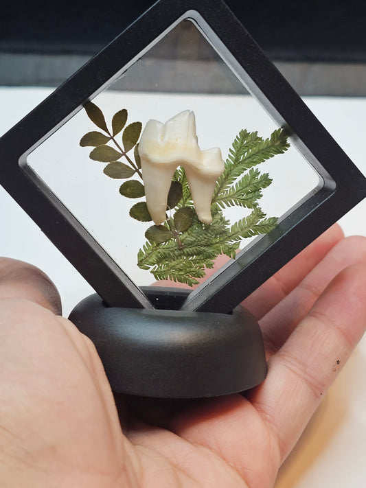 Forest Inspired Coyote Tooth in floating frame