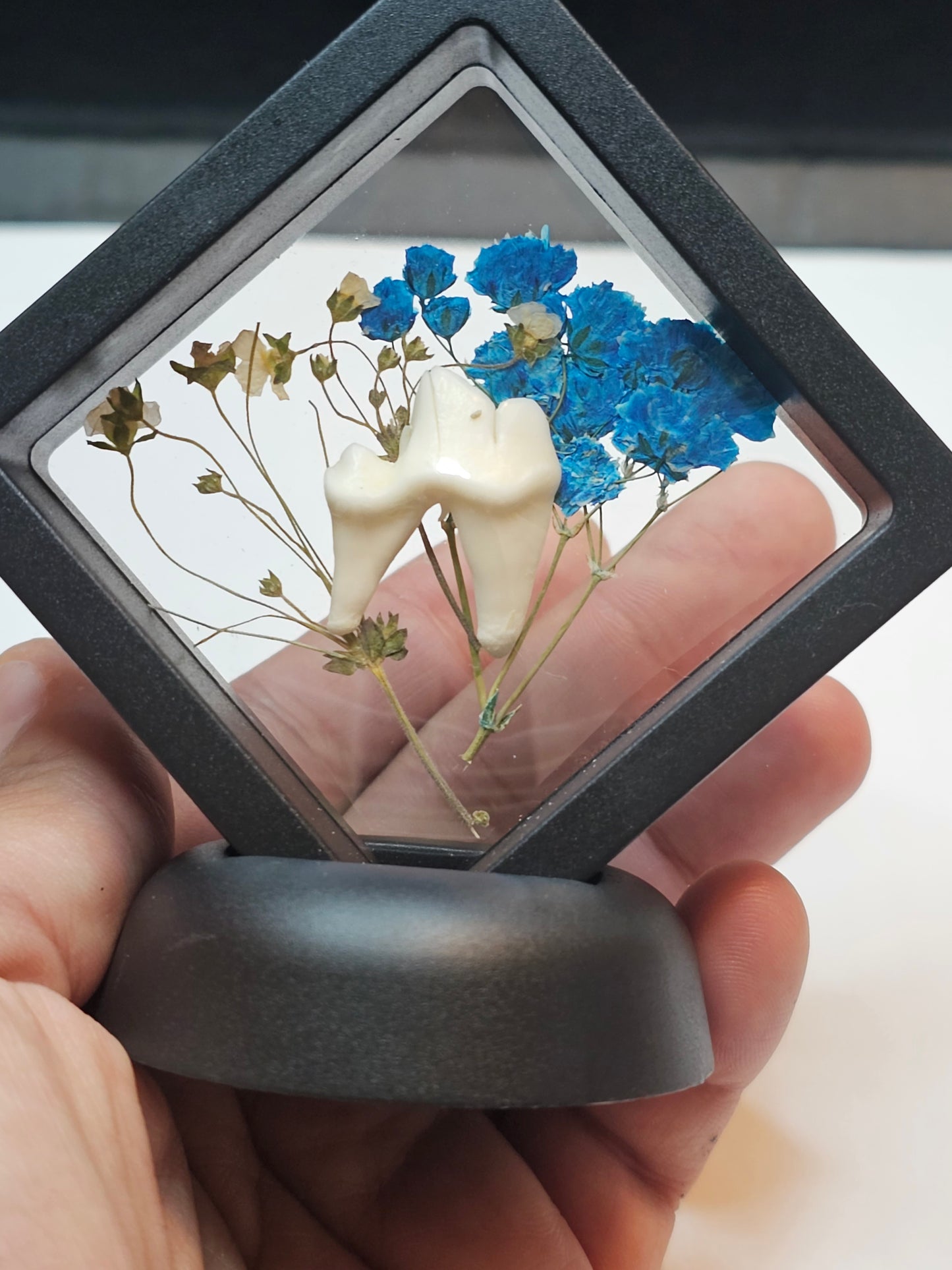 Blue & White Flower Coyote Tooth in floating frame