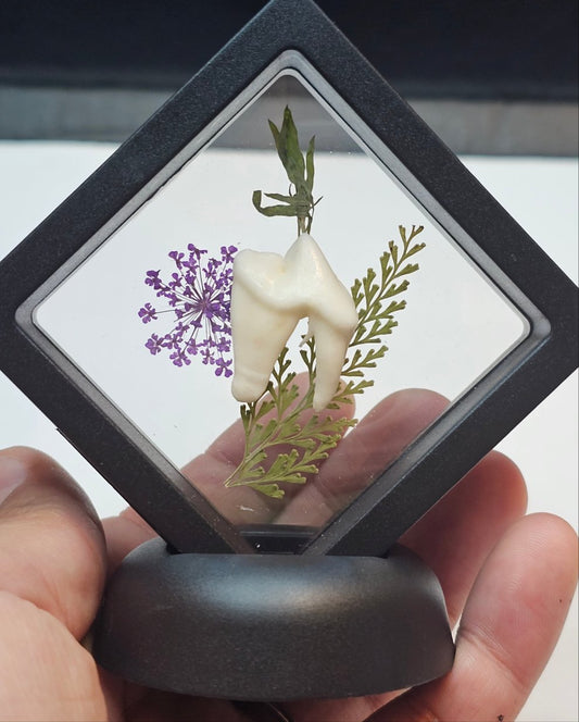 Purple Flower Coyote Tooth in floating frame
