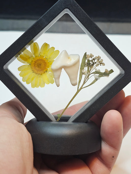 Yellow Flower Coyote Tooth in floating frame