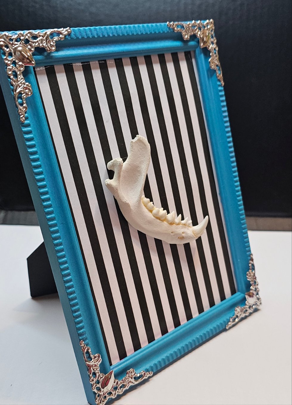 Racoon Jaw in large frame
