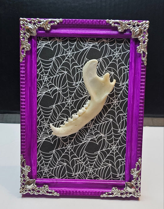 Racoon Jaw in small frame